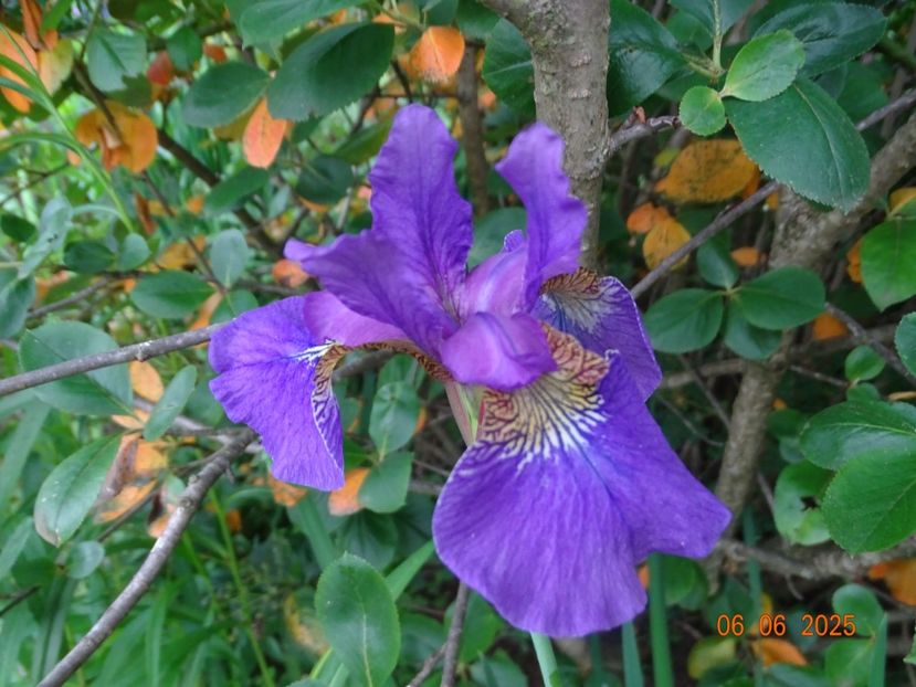  - Irisi 2025 -Dobarland