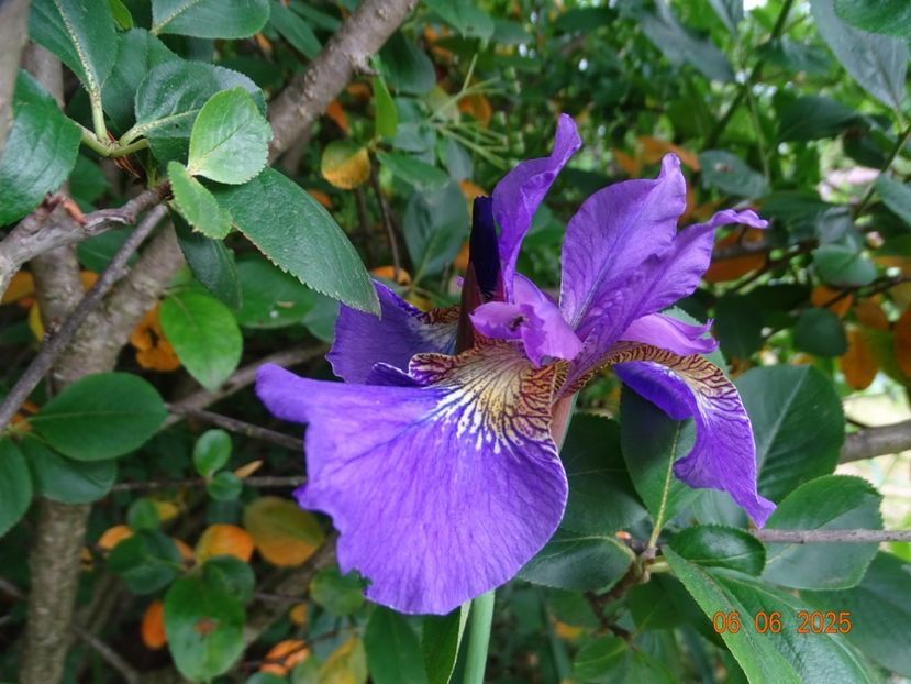  - Irisi 2025 -Dobarland