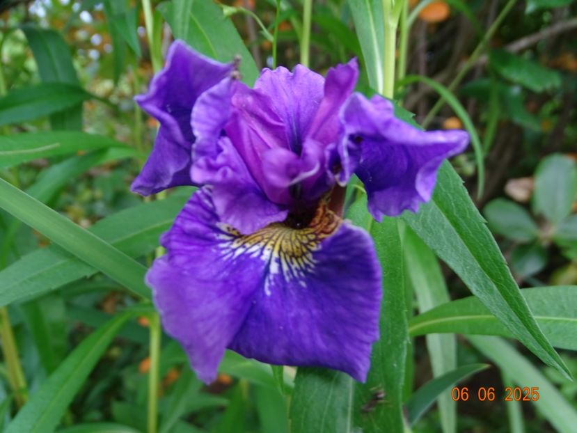  - Irisi 2025 -Dobarland