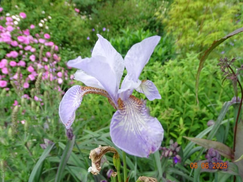  - Irisi 2025 -Dobarland