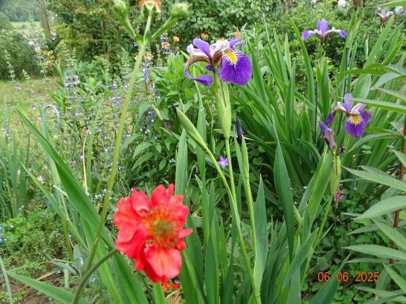  - Irisi 2025 -Dobarland