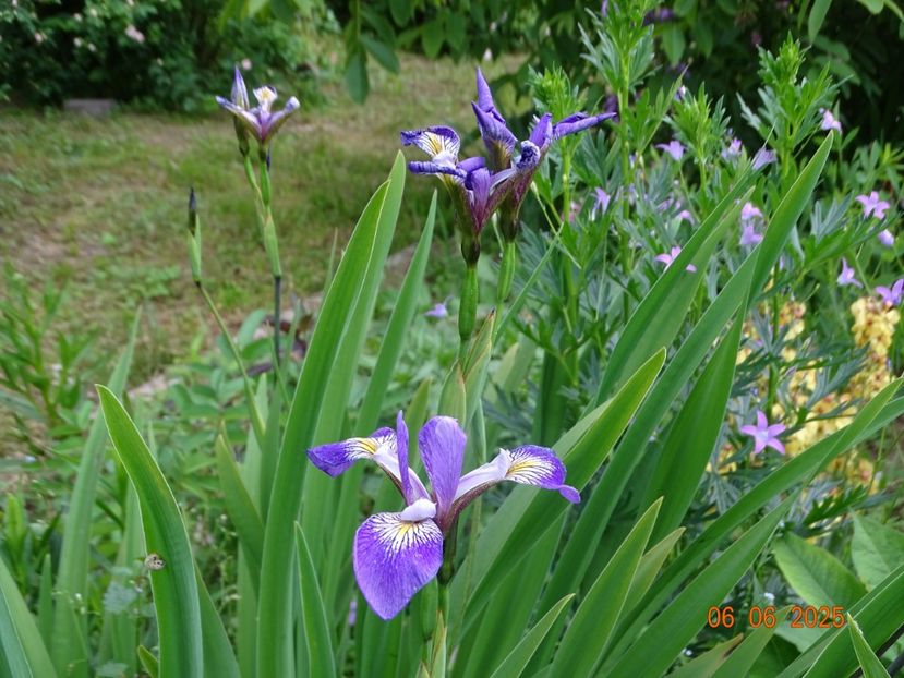  - Irisi 2025 -Dobarland