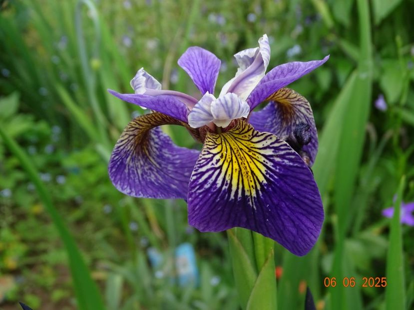  - Irisi 2025 -Dobarland