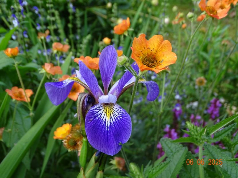  - Irisi 2025 -Dobarland