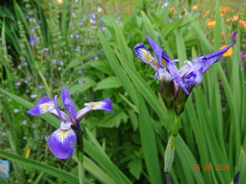  - Irisi 2025 -Dobarland