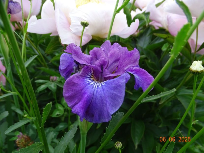  - Irisi 2025 -Dobarland