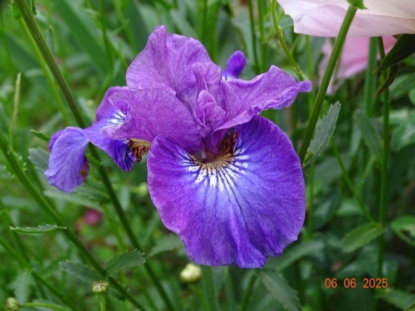  - Irisi 2025 -Dobarland