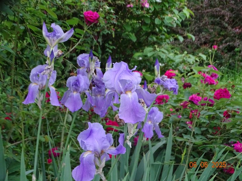  - Irisi 2025 -Dobarland