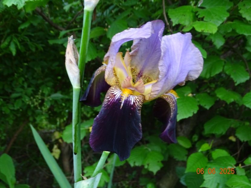  - Irisi 2025 -Dobarland