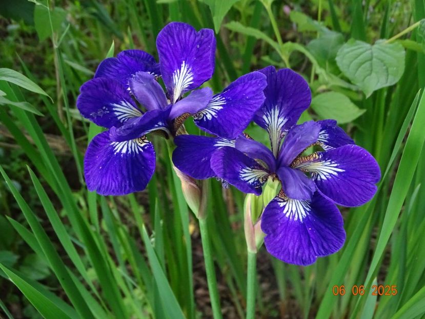  - Irisi 2025 -Dobarland