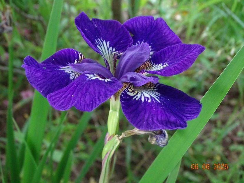  - Irisi 2025 -Dobarland