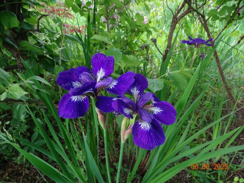  - Irisi 2025 -Dobarland