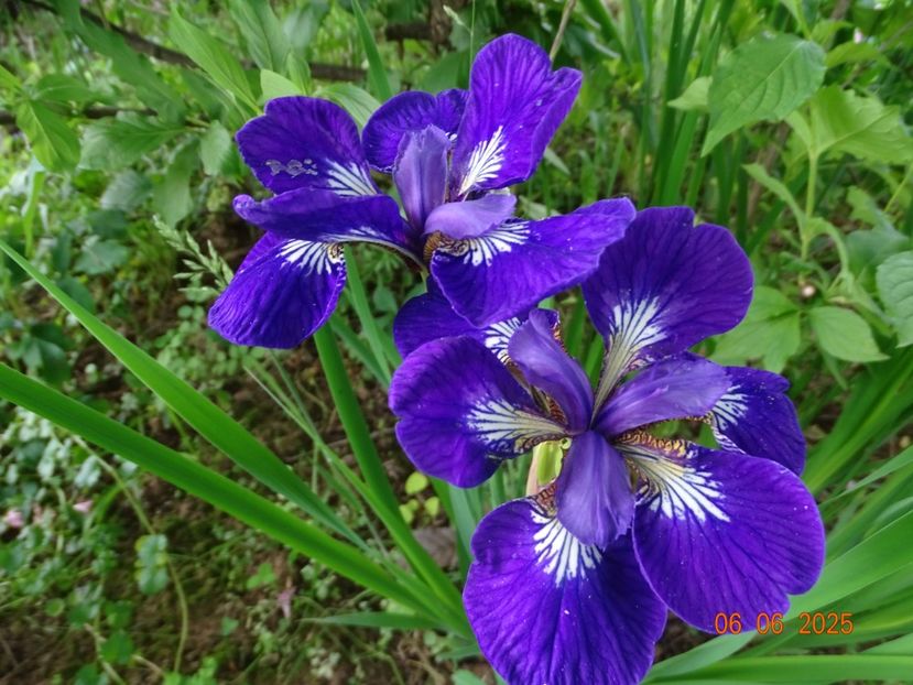  - Irisi 2025 -Dobarland