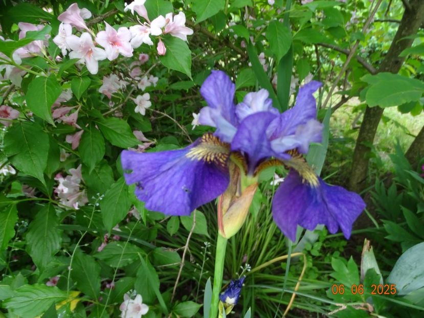  - Irisi 2025 -Dobarland