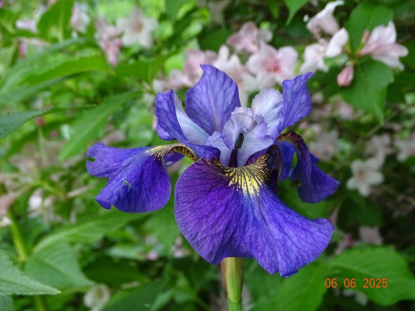  - Irisi 2025 -Dobarland