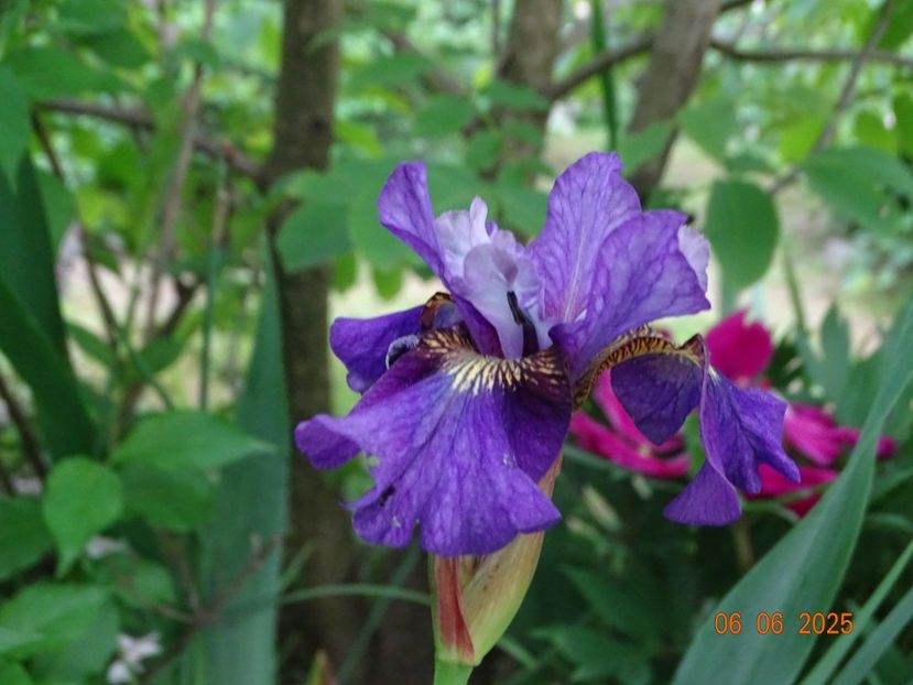  - Irisi 2025 -Dobarland