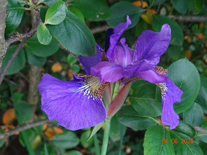  - Irisi 2025 -Dobarland