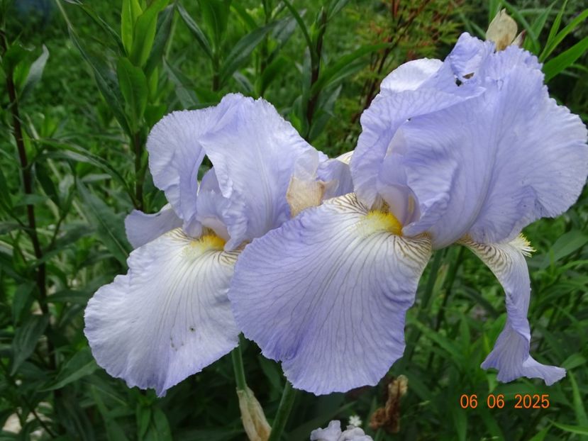  - Irisi 2025 -Dobarland