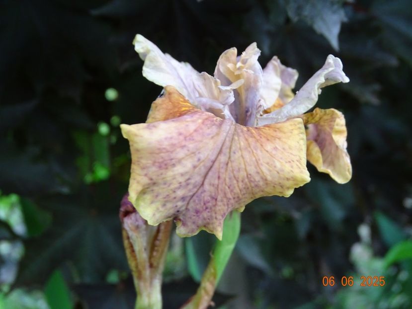  - Irisi 2025 -Dobarland