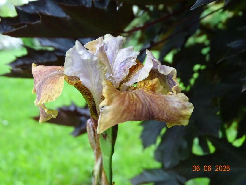  - Irisi 2025 -Dobarland