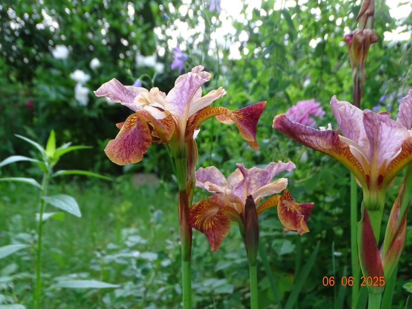  - Irisi 2025 -Dobarland