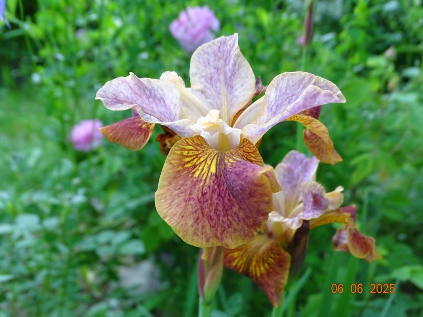  - Irisi 2025 -Dobarland