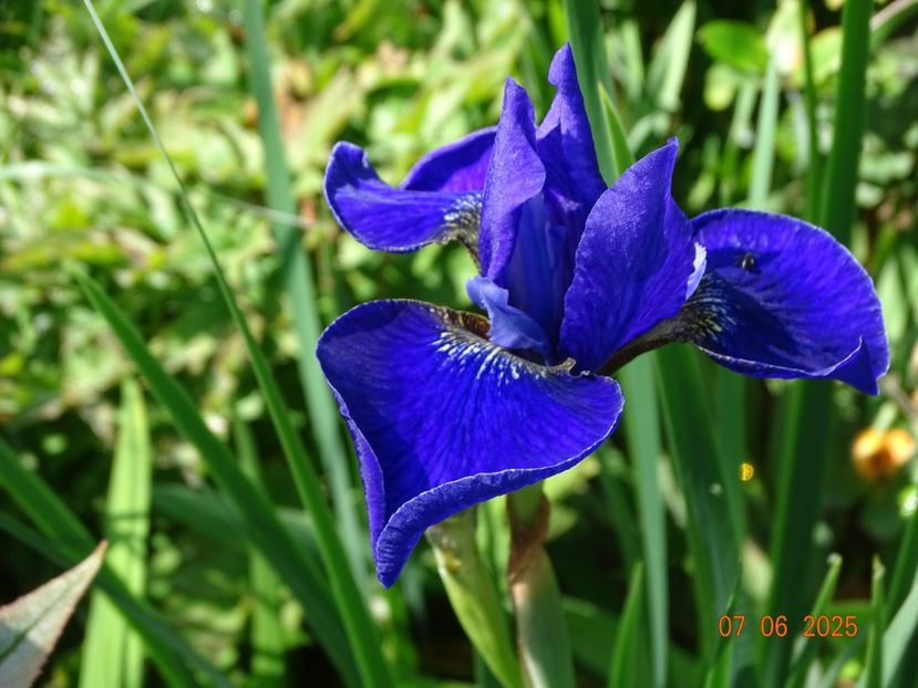  - Irisi 2025 -Dobarland