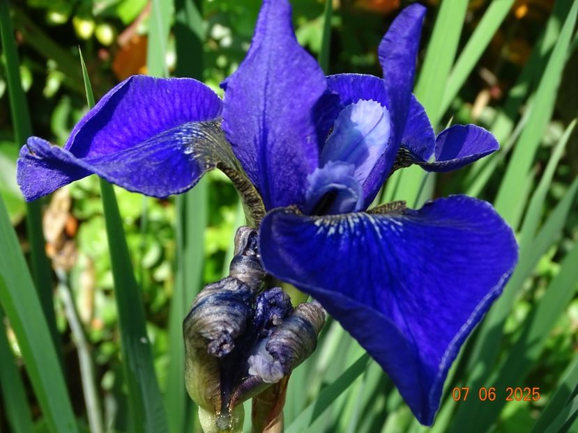  - Irisi 2025 -Dobarland