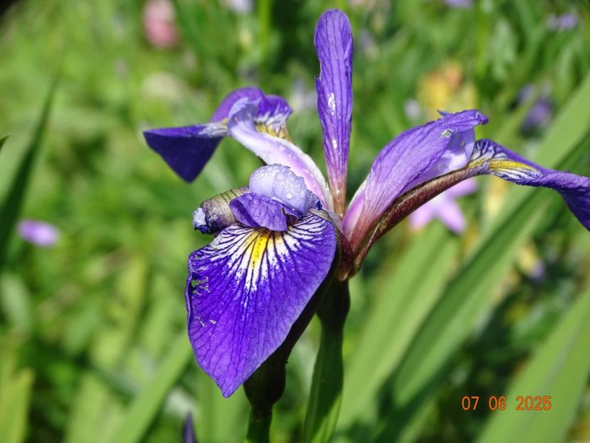  - Irisi 2025 -Dobarland