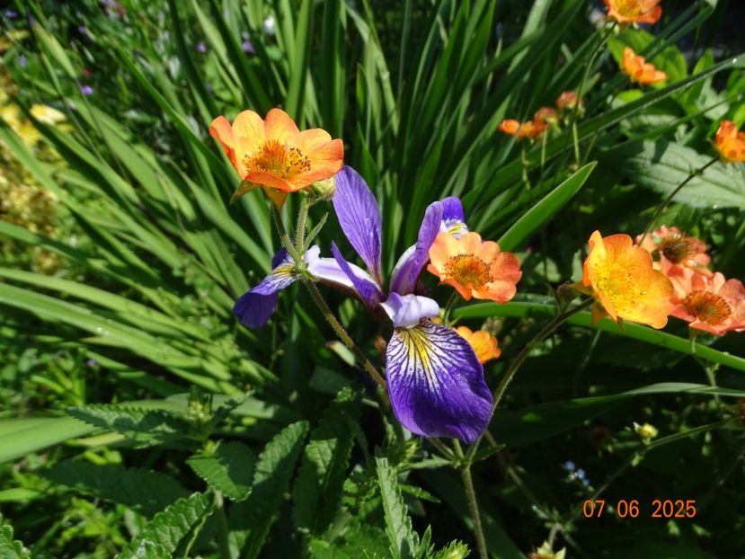  - Irisi 2025 -Dobarland