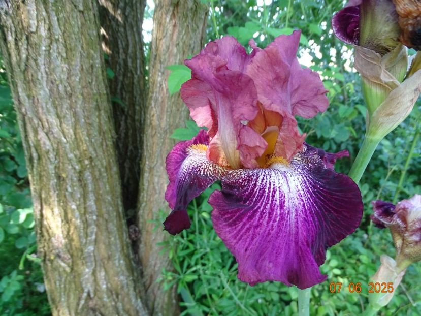  - Irisi 2025 -Dobarland