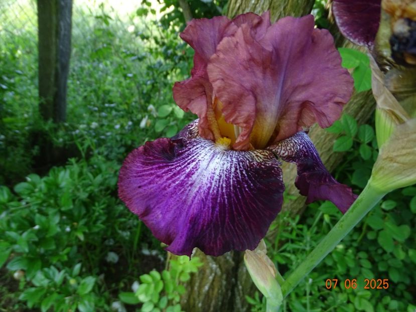  - Irisi 2025 -Dobarland