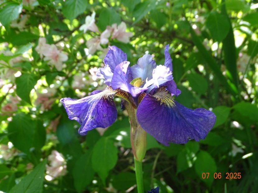  - Irisi 2025 -Dobarland