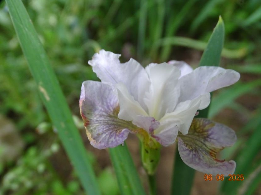  - Irisi 2025 -Dobarland