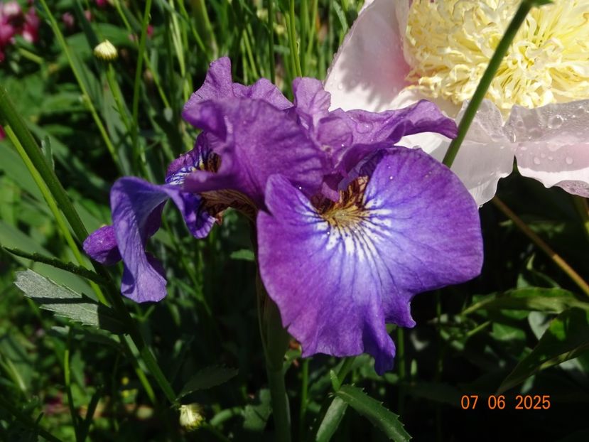  - Irisi 2025 -Dobarland