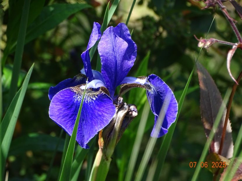  - Irisi 2025 -Dobarland