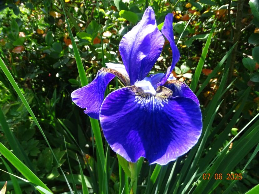  - Irisi 2025 -Dobarland