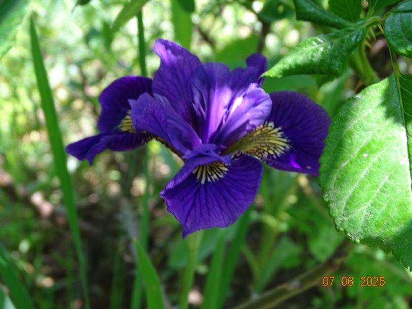  - Irisi 2025 -Dobarland