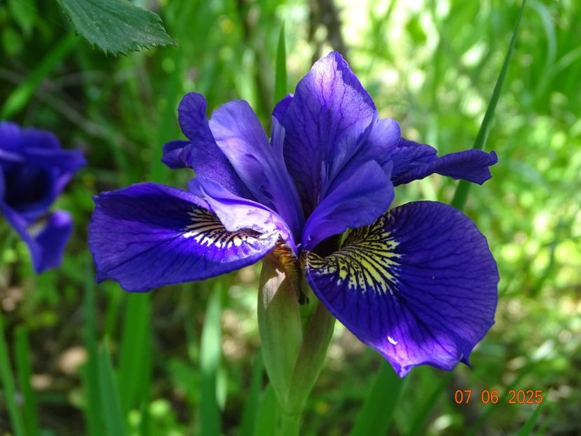  - Irisi 2025 -Dobarland