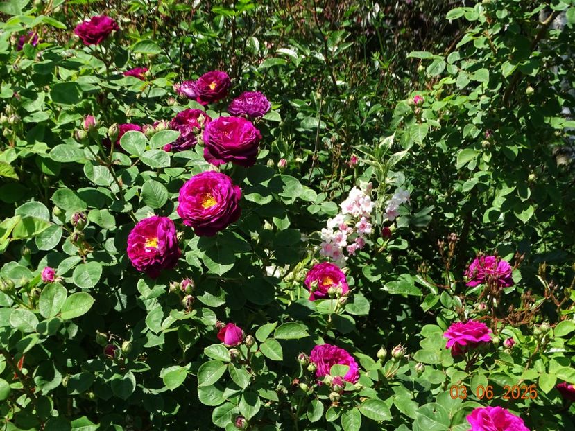  - Trandafiri 2025
