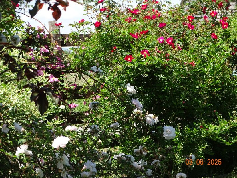  - Trandafiri 2025
