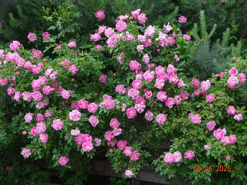  - Trandafiri 2025