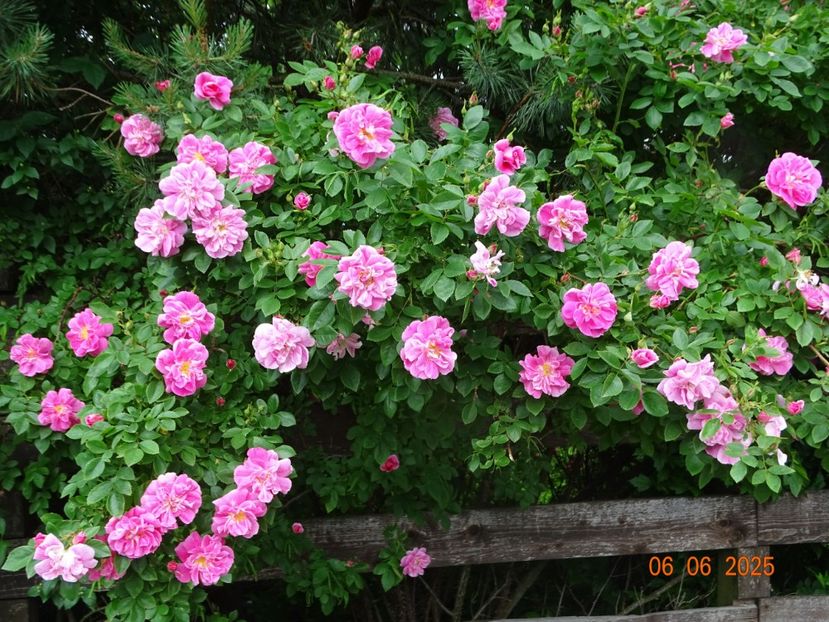  - Trandafiri 2025