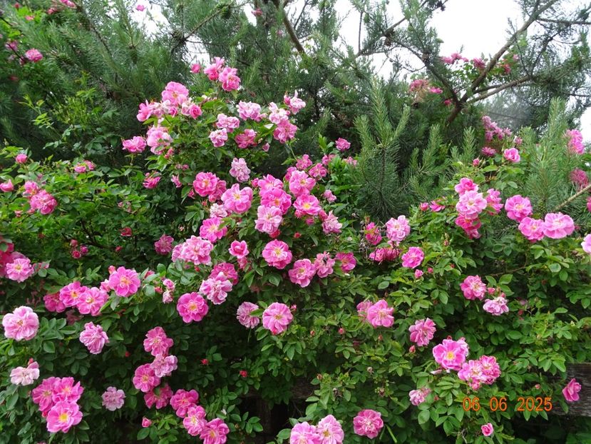  - Trandafiri 2025