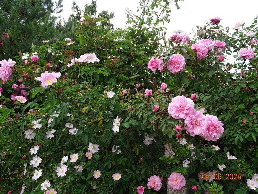  - Trandafiri 2025