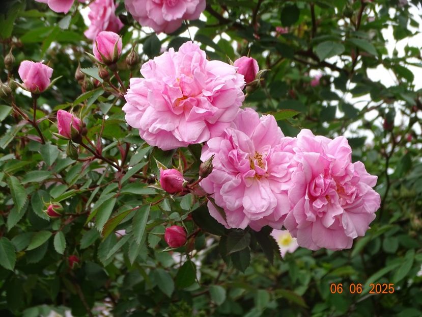  - Trandafiri 2025