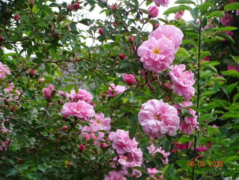  - Trandafiri 2025