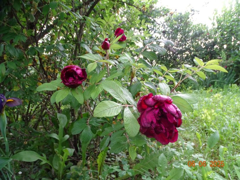  - Trandafiri 2025