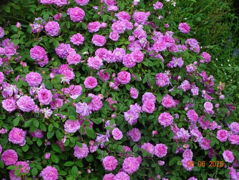  - Trandafiri 2025