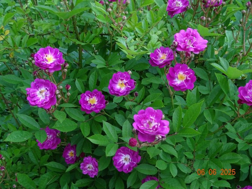  - Trandafiri 2025